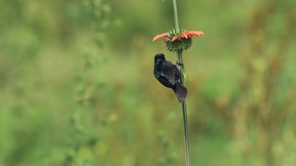 Black Bird Flying Orange Flower Kenyan Savannah Africa — Stockvideo