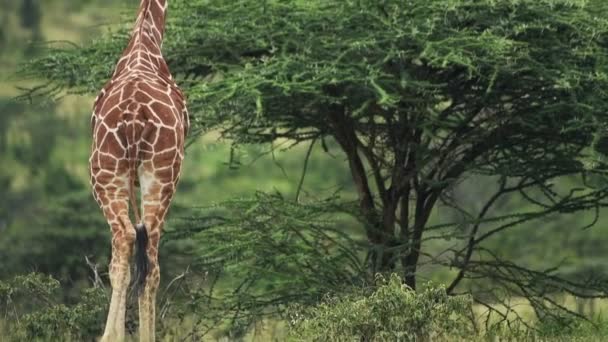 Reticulated Giraffe Almost Tall Tree Sosian Lodge Kenya Wide Shot — Stockvideo