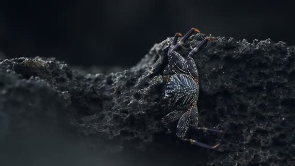 Colorful Crab Dark Rock Watamu Beach Kenya Africa — Vídeos de Stock