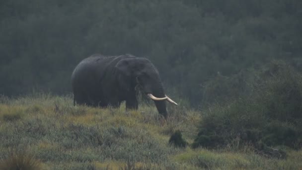 Elephant Rain Rainy Season Aberdare National Park Kenya — Stock Video