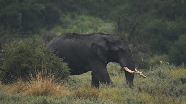 Elephant Walking Rain Rainy Season Kenya — Vídeos de Stock