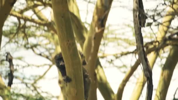 Slow Motion Baboon Climbing Tree African Wildlife Shot Kenya — Stock Video