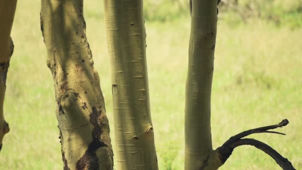 Baboon Climbing Tree Slow Motion African Wildlife Shot Kenya — Vídeo de Stock