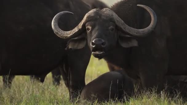 Буффало Одна Найнебезпечніших Тварин Африки Африканська Дика Природа Розстріляна Кенії — стокове відео