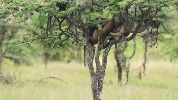 Slow Motion Baboons Playing Tree African Wildlife Shot Kenya — 图库视频影像