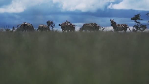 Зебра Равнинах Африки Снимки Дикой Природы Африки Кении — стоковое видео