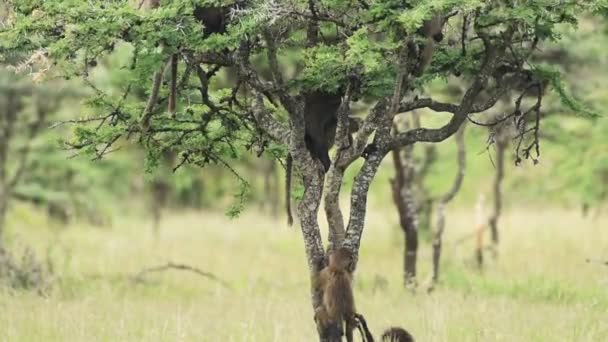 Baboon Baby Playing Tree African Wildlife Shot Kenya — 图库视频影像