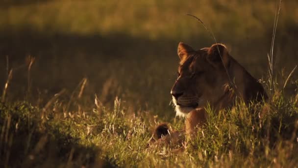 Lioness Lying Long Grass Savanna Sunset African Wildlife Kenya — Stok video