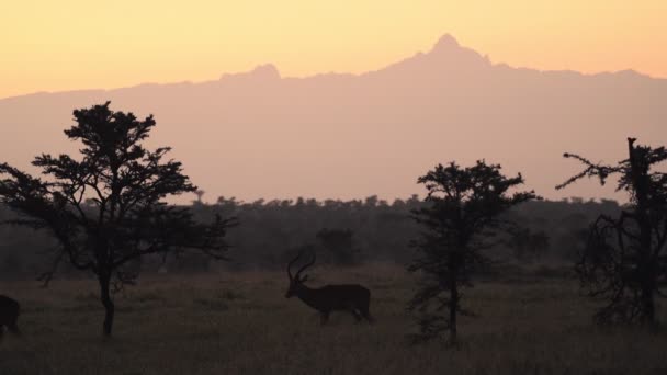 Impala Walking Sunrise Landscape Mount Kenya Backdrop — Vídeos de Stock