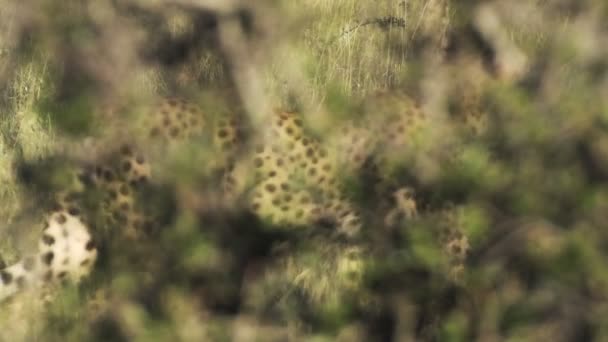 Camouflage Cheetah Walking Hiding Bushes African Wildlife Shot Kenya — Vídeo de Stock