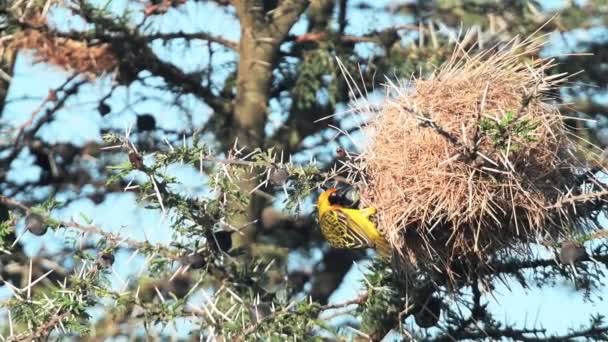 Slow Motion Speke Weaver Ploceus Spekei Buliding Its Nest Kenya — Stockvideo