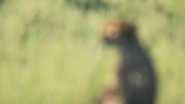 Slow Motion Focus Rack Cheetah Sitting African Widlife Shot Kenya — Stock Video