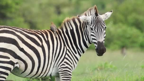 Slow Motion Oxpecker Bird Flying Zebra African Safari Wildlife — Vídeos de Stock