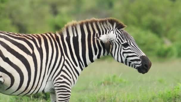 Slow Motion African Wildlife Oxpecker Zebra — Stockvideo