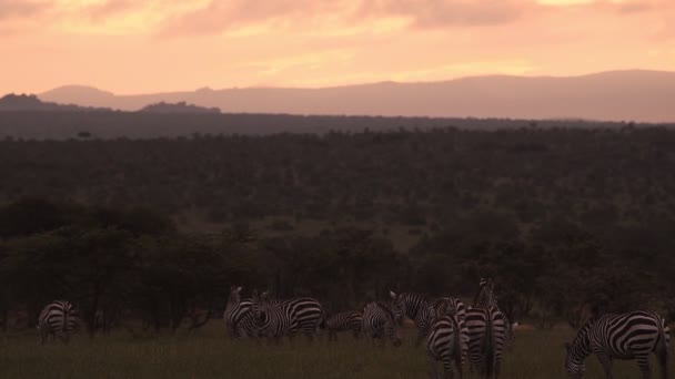 Slow Motion Zebra Sunrise African Scenery Shot Kenya — Vídeo de Stock
