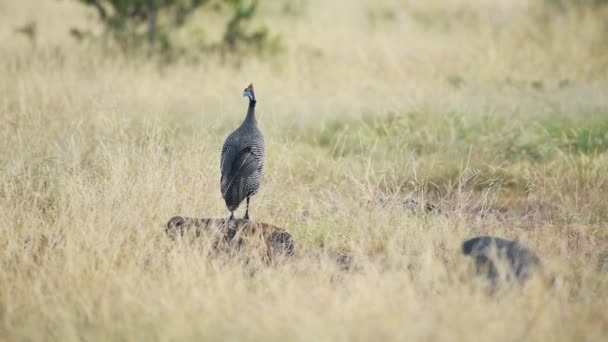 Guinea Fowl Looking Out Predators Running Slow Motion African Wildlife — 图库视频影像