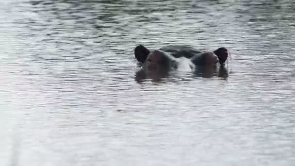 Hippo Lake Going Water African Wildlife Shot Kenya — 비디오