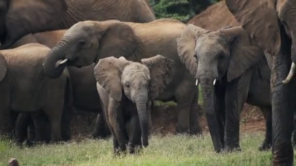 Baby Elephant Herd Playing African Wildlife Shot Kenya — Vídeos de Stock