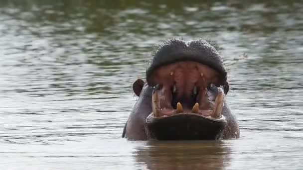 Hippo Yawning River Slow Motion African Wildlife — 비디오