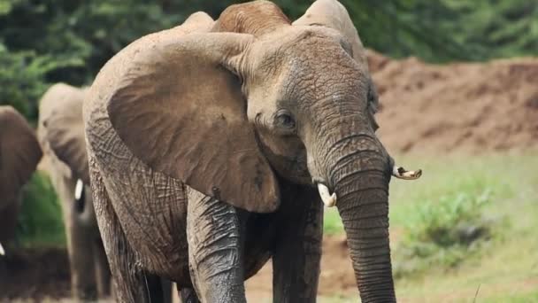 Elephant Warning Danger Slow Motion African Wildlife — Vídeos de Stock