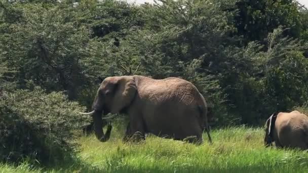 Family Elephants Walking African Landscape — Vídeos de Stock