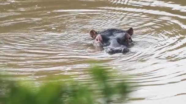 Hippo Appearing Underwater River Slow Motion African Wildlife — 图库视频影像