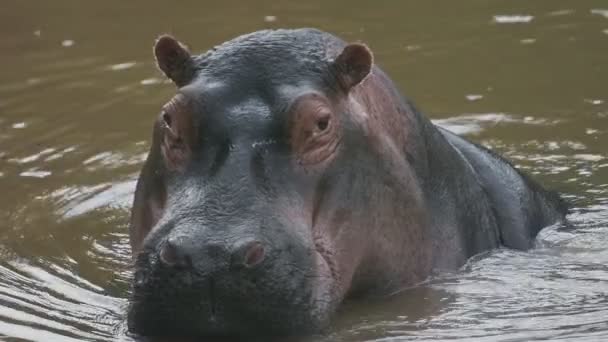 Slow Motion Dangerous Hippo Water River Kenya — Stockvideo