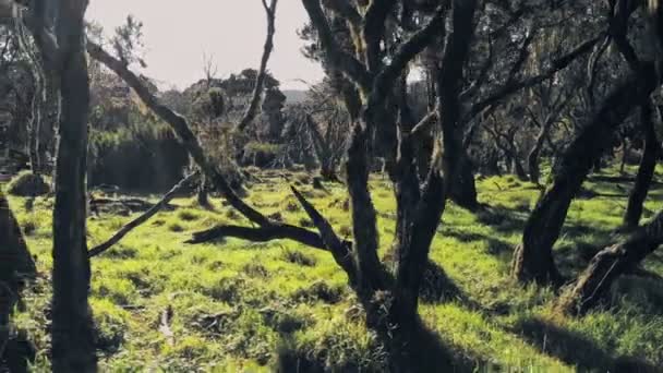 Таинственный Гигантский Лес Хизер Национальном Парке Абердэр Кения Вид Беспилотника — стоковое видео