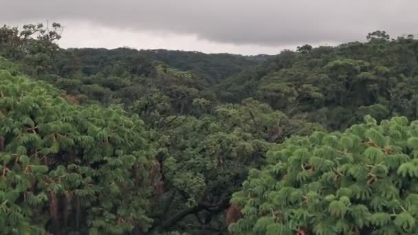 Drone Flying Rainforest Trees Aberdare National Park Kenya Africa Aerial — ストック動画