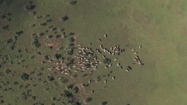 Aerial Drone Top View Cattle African Savanna Landscape Laikipia Kenya — Vídeo de Stock