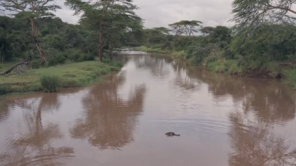 Aerial Drone View Hippos Kenyan River Landscape Laikipia Kenya — Wideo stockowe