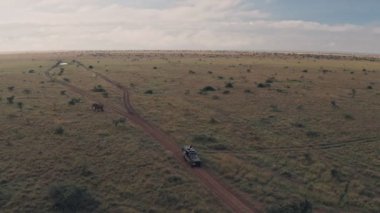 Elephant sighting while on wildlife safari vacation in Laikipia, Kenya. Aerial drone view