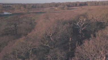 Richmond Park at sunrise in London, England, UK. Aerial drone view