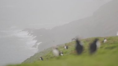 Atlantic Puffin on the cliffy coastline landscape of Skomer Island, Wales, with the sea in the background