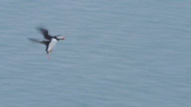 An Atlantic Puffin flying over Skomer Island cliffy seashore, Wales