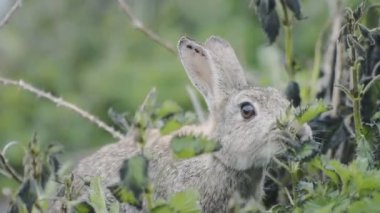 A Hare Feeding On The Green Leaves Of The Plants In Skomer Island, Wales - Closeup Shot