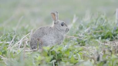 Wild bunny looking around on a green meadow in Skomer Island, Wales