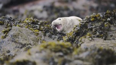 Funny baby seal yawning on the rocky coastline of Skomer Island, Wales