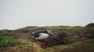 An Atlantic Puffin entering its nest, in Skomer Island coastline, Wales, on a foggy day