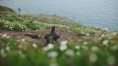 Atlantic Puffin Flying Over Sea Campion By The Coast Of Skomer Island In Wales, UK - Medium Shot