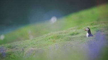 A Common Puffin Flies Out Of His Burrow In The Meadows Of Skomer Island. -wide shot