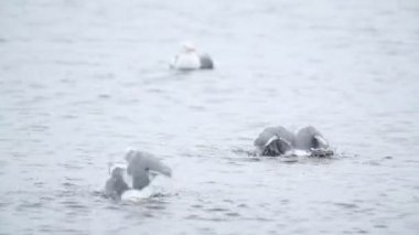 Seagulls washing their feathers on the sea water, near Skomer Island coastline, Wales