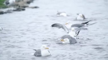 A Flight Of Black-Legged Kittiwake Floating On The Water In Skomer Island. -wide shot