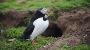 Atlantic Puffins near their nests in Skomer Island, Wales