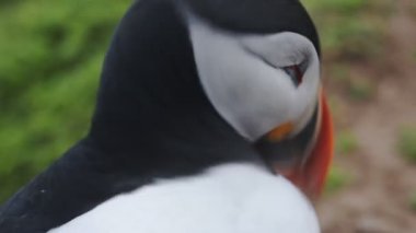 Close up of an Atlantic Puffin, on Skomer Island coastline, Wales