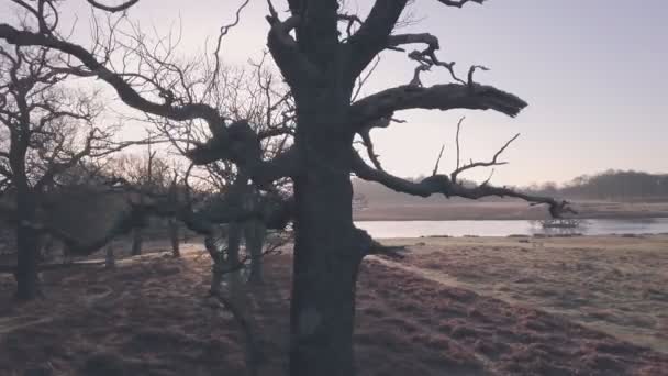 Sunrise Richmond Park London England Aerial Drone View — Stockvideo