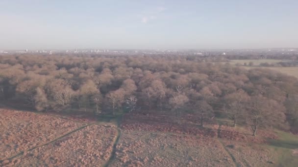 Sunrise Richmond Park London England Aerial Drone View — 图库视频影像