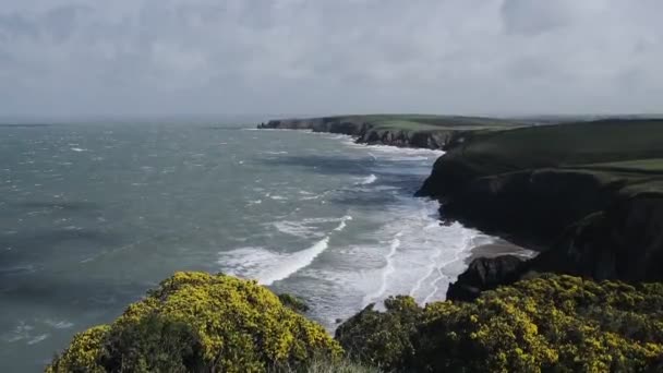 Yellow Wild Flowers Moving Wind Waves Crashing Cliffy Coastline Pembrokeshire — Vídeos de Stock