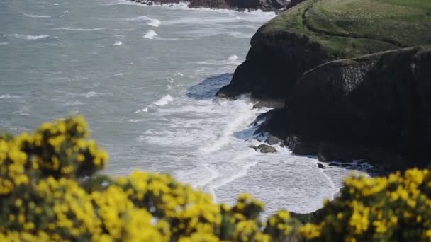 Yellow Wild Flowers Moving Wind Waves Crashing Cliffy Coastline Pembrokeshire — Vídeos de Stock