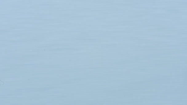 Atlantic Puffin Flying Skomer Island Cliffy Seashore Wales — Vídeo de stock